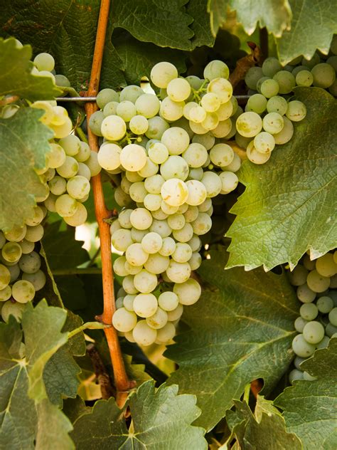 prosecco grapes